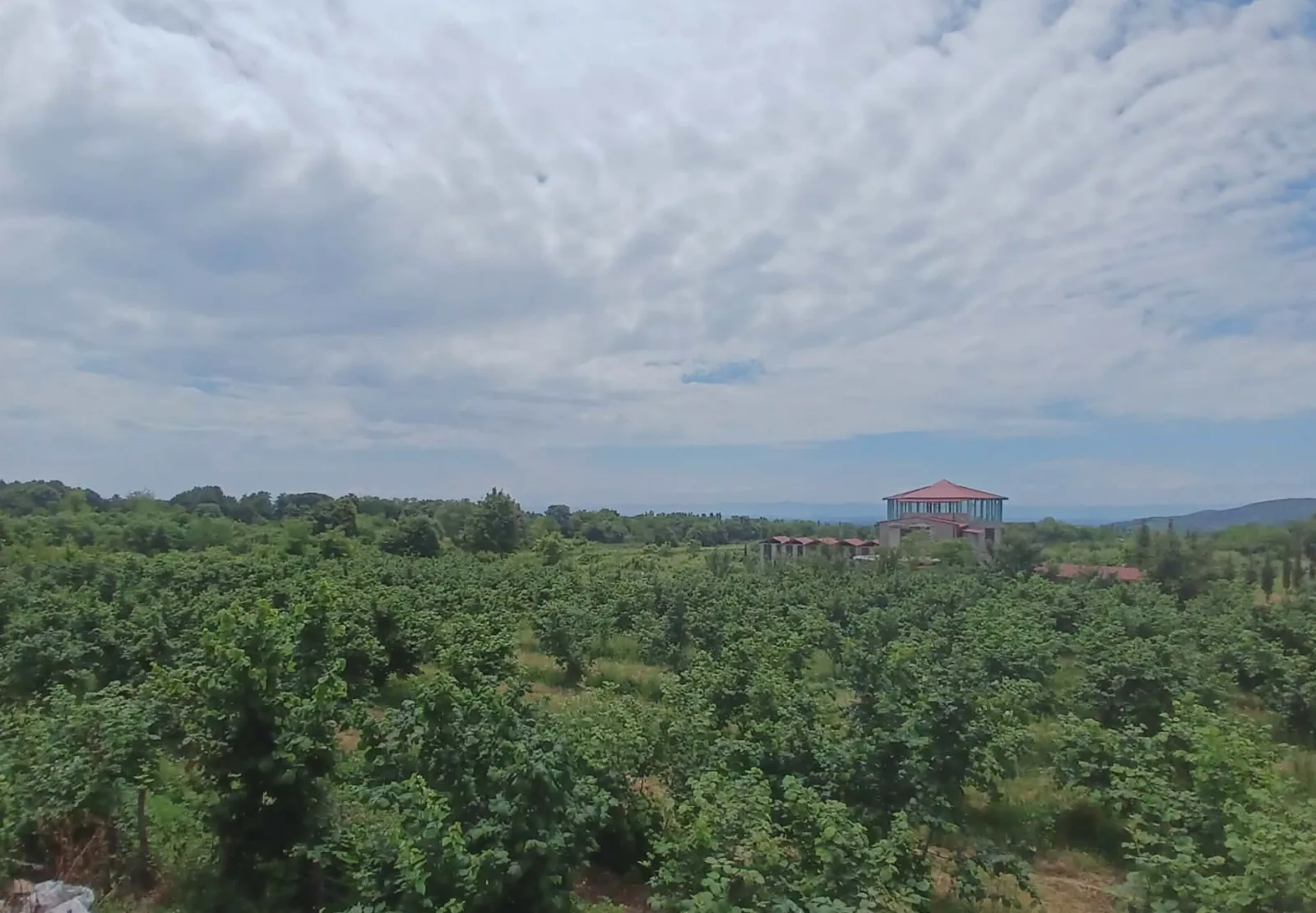 The Shubitidze family's green hazelnut and vineyard land in Gurgeniani, with the marani building under a wide cloudy sky